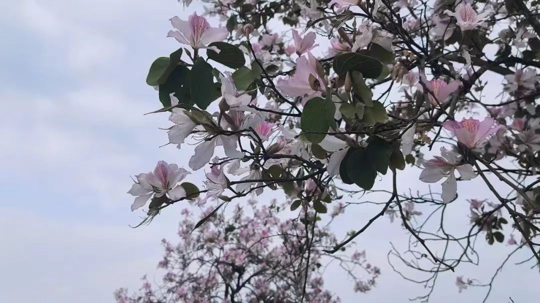 1687243452486764.jpg 微信图片_20230620144241.jpg